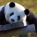 AG发财熊猫玩法介绍，以游戏来激发大众对生态保护的认识