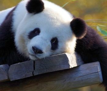 AG发财熊猫玩法介绍，以游戏来激发大众对生态保护的认识