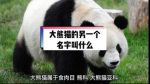 动物园的熊猫被改造了~KA电子创造了可爱的熊猫一族！！！