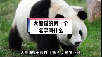 大熊猫0